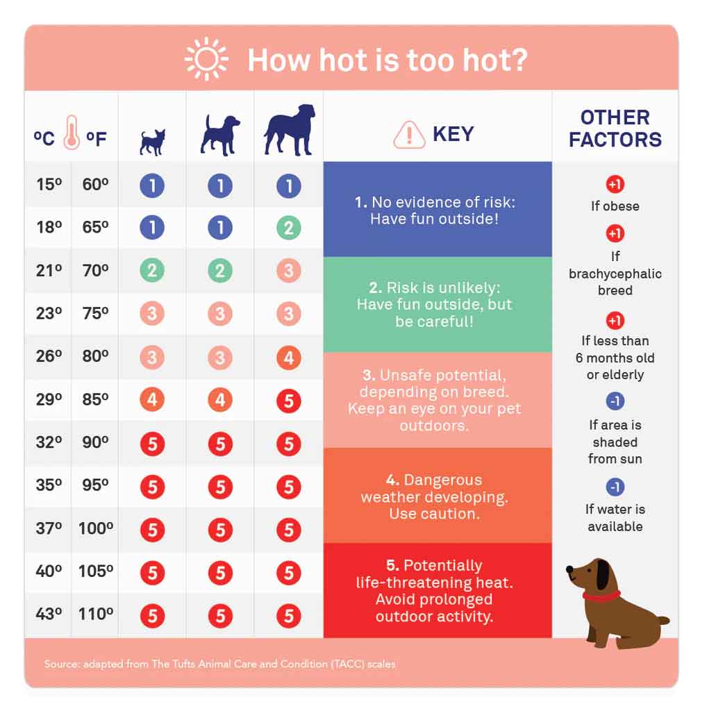 chart of how hot is too hot for dogs