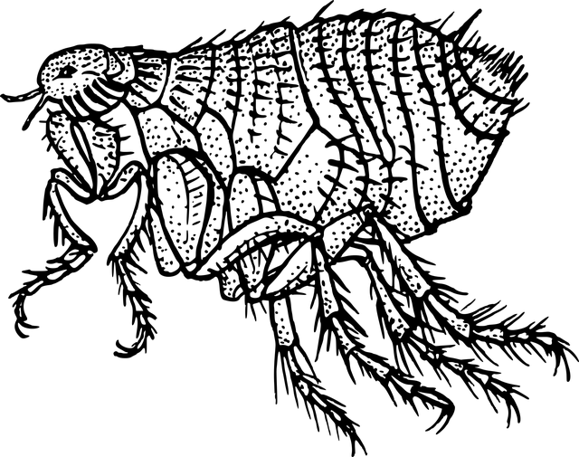 ink drawing of a flea
